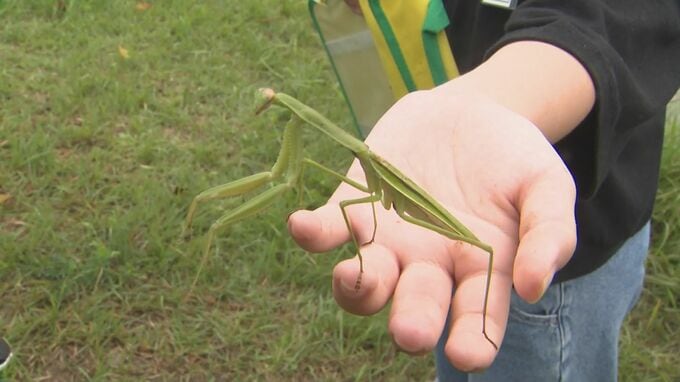 「オオカマキリ見つけて、うれしすぎる」小学生がビオトープの生物を観察　環境保全の大切さ学ぶ|TBS NEWS DIG