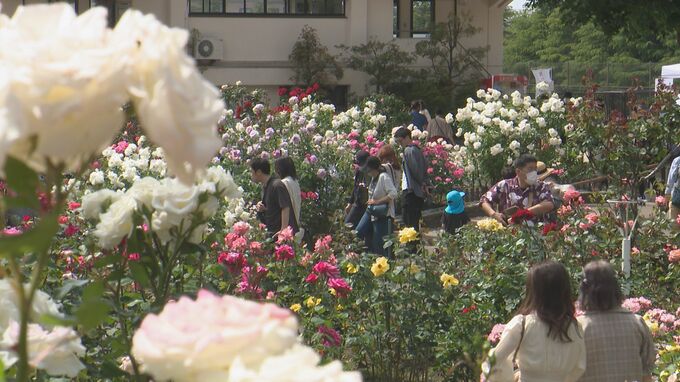 7月中旬並みの暑さも 金沢のバラ園満開 “ローズガール”に「ほくりくアイドル部」　|　石川県のニュース｜MRO北陸放送