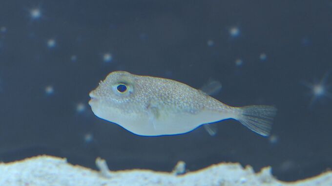 産卵場所にミステリーサークルを・・・世界で初めて展示に成功したアマミホシゾラフグ 順調に成長中　山口県下関市|TBS NEWS DIG