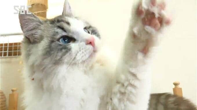 2月22日は「ネコの日」　保護ネコの譲渡施設がホームセンターにオープン「命を一生見ていけるかを再確認」「家族全員で話し合って」長野　|　SBC NEWS | 長野のニュース | SBC信越放送