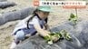 「大きくな～れ」　富山市の園児がサツマイモ苗の植え付け　10月に収穫し焼き芋に　|　富山のニュース｜天気・防災｜チューリップテレビ