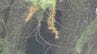 【画像あり】松本市の住宅街の公園　木の上でクマ発見　市内では2日連続でクマが出没…麻酔銃で捕獲　体長1メートル余りの成獣のオス　市は「21日に出没したクマと同じ個体」と推定　長野　|　SBC NEWS | 長野のニュース | SBC信越放送