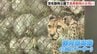 「もっちりしてた」　国内最高齢16歳チーターや推定50歳チンパンジーを表彰　安佐動物公園で敬老の日恒例の長寿祝うイベント　高齢のヒツジとのふれあいも　広島　|　RCC NEWS | 広島ニュース | RCC中国放送