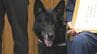 “驚異の嗅覚”警察犬セレスティオ号　目撃情報とは真逆の方向へ…行方不明者をスピード発見　2度目のお手柄　|　大分のニュース｜OBS NEWS｜大分放送