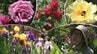 100種類を超えるバラの花が訪れた人を魅了するオープンガーデン　今週末と来週末中心に開催　岩手・奥州市　|　IBC NEWS | IBC岩手放送