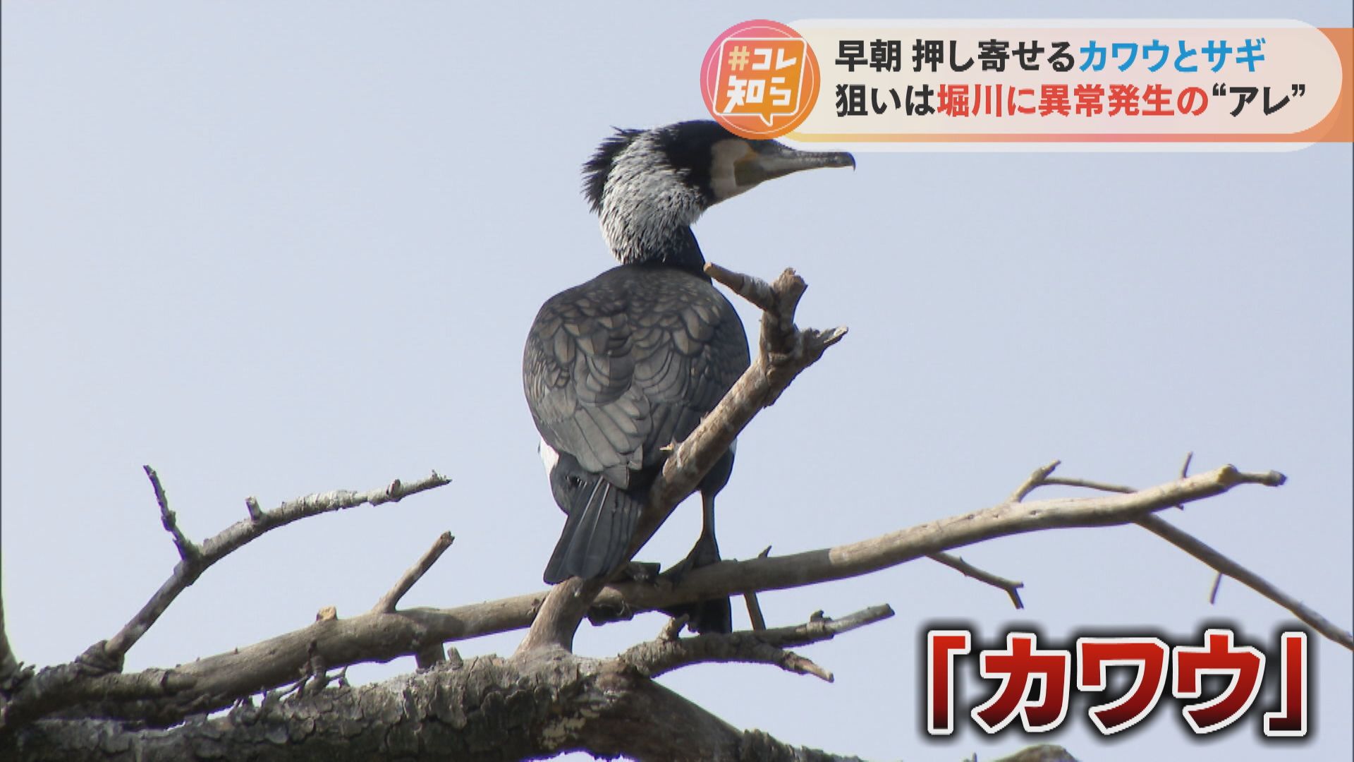 フンで雪化粧？名古屋城周辺に深刻被害！押し寄せる「カワウ」「サギ