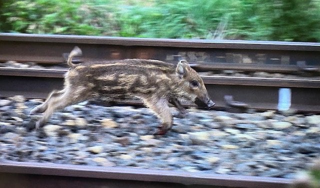 画像】イノシシの子どもが山形市中心部に出没 とってもかわいい！でも