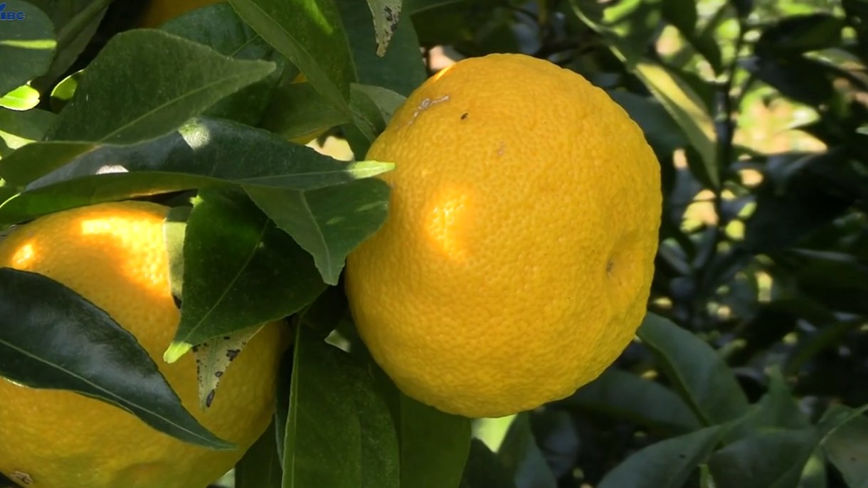 立派できれいな実が多くてやりがいある」 北限のゆず収穫体験イベント