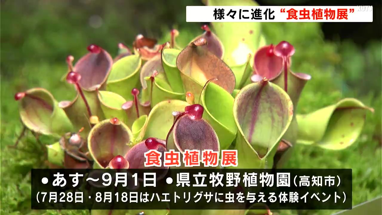 牧野博士が発見した“希少な植物”も 『食虫植物展』20日から 夏休みの