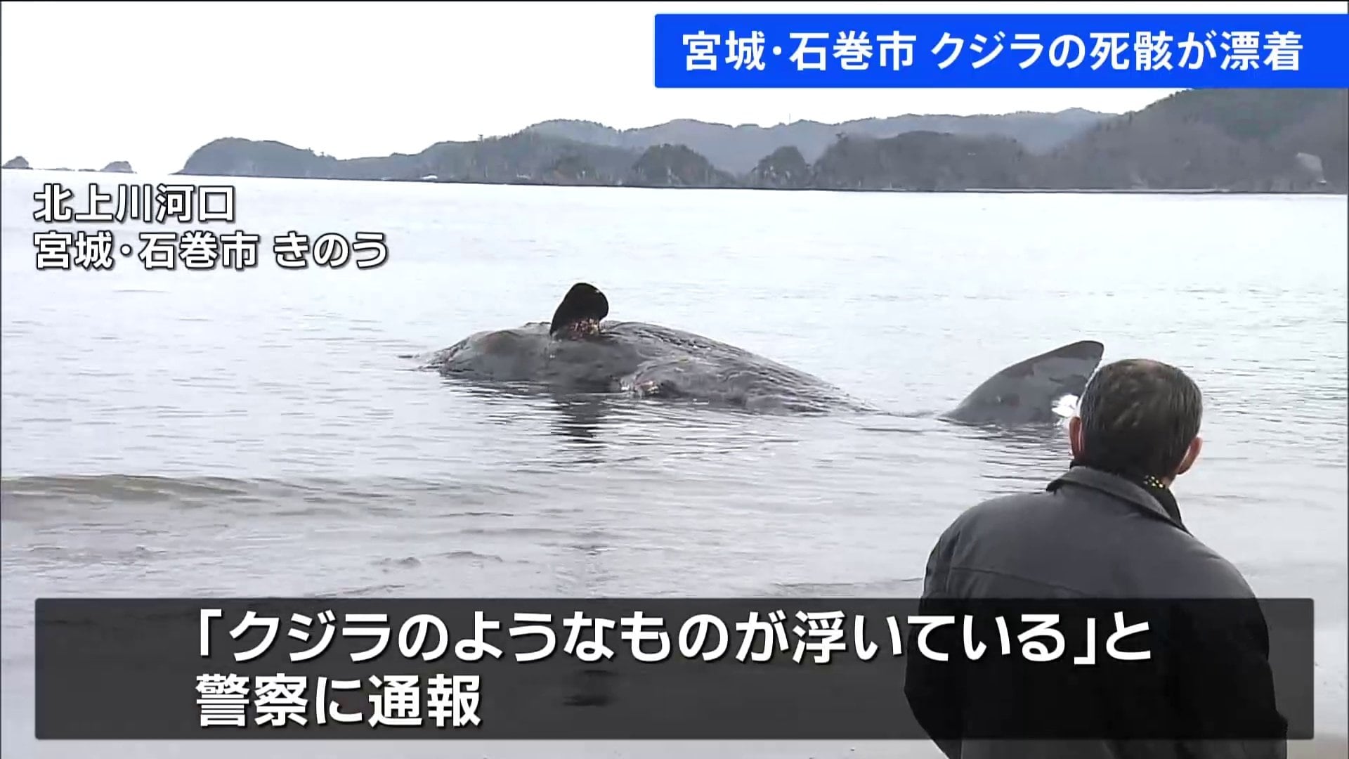クジラの死骸が漂着 宮城・石巻市北上川河口付近 | TBS NEWS DIG