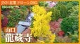 日本一のイチョウの木　山口の古刹・龍蔵寺【JNN 紅葉ドローンDIG 2023】|TBS NEWS DIG