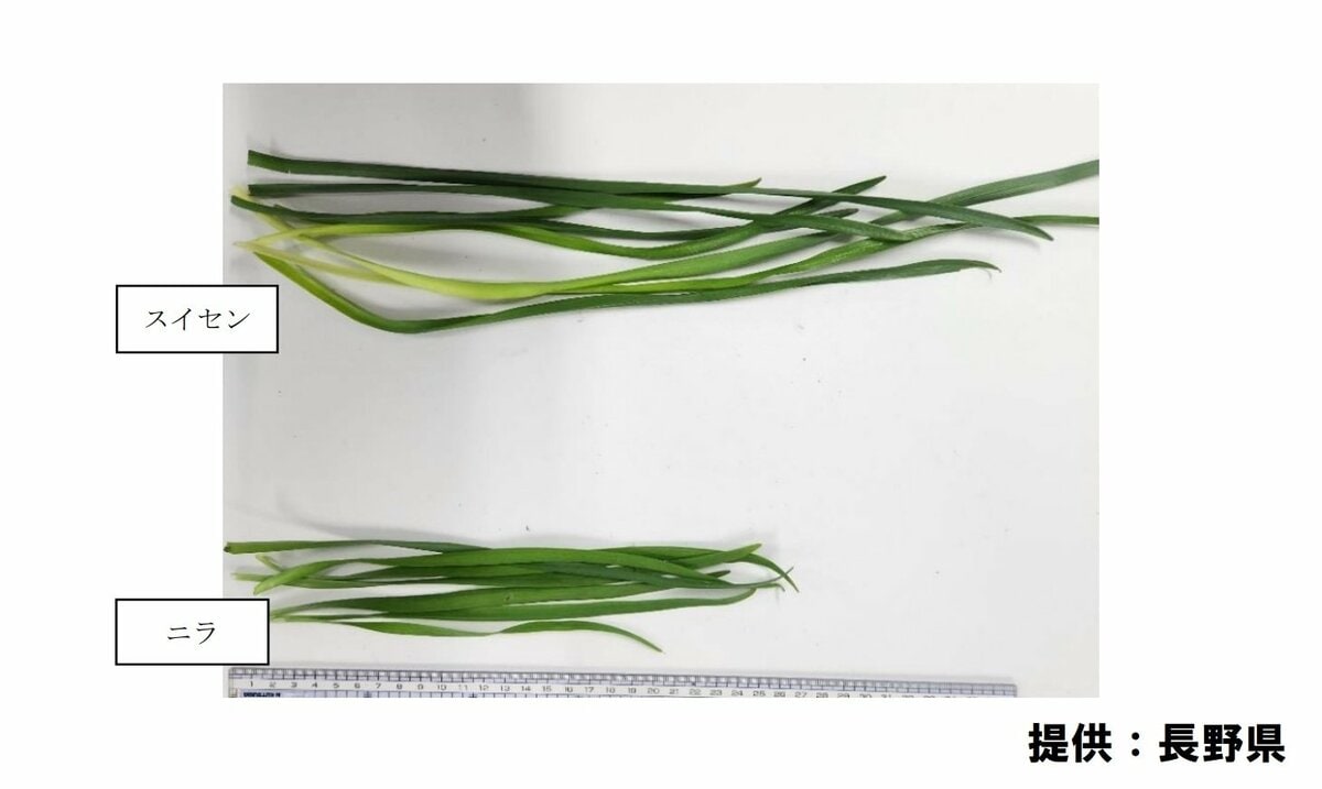 10年で73件1人死亡 スイセンによる食中毒 有毒植物の誤食の中では最多