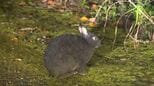 交通事故死185匹で最多…アマミノクロウサギ　生息数増加「車運転に注意」　鹿児島|TBS NEWS DIG