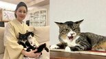 【 ねこ 】藤あや子さん家の新顔「じゃこ天」くん 「シャー」にも余裕の藤さん 先輩マル・オレオに会うまであと2週間程度か|TBS NEWS DIG