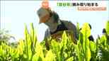 「富谷茶」復活プロジェクト　新芽の摘み取り始まる　宮城・富谷市|TBS NEWS DIG