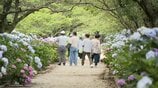 約2万株が咲き誇り30年の歴史がある「あじさい街道」 地元の大学生も植え付けし今が見ごろ【高知・香南市】 | 高知のニュース・天気|KUTV NEWS | KUTVテレビ高知