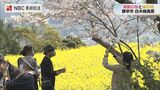 桜と菜の花の共演　今年は例年と異なり桜より先に菜の花が開花　白木峰高原　長崎　|　長崎のニュース | 天気 | NBC長崎放送