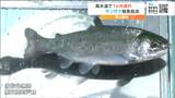 海水温高く「例年より1か月遅れ」養殖ギンザケ発祥の地 宮城・南三陸町で稚魚の放流が開始 | 宮城のニュース│tbc NEWS│tbc東北放送