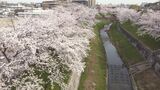 川沿い2.5キロメートルに植えられた約600本の桜が見頃に　多くの人が散策しながら景色を楽しむ|TBS NEWS DIG