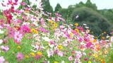 11月1日から3連休　秋晴れの行楽日和に　鹿児島県内のコスモスの開花状況にイベント情報|TBS NEWS DIG