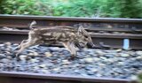 【画像】イノシシの子どもが山形市中心部に出没 とってもかわいい!でも害獣…市の職員が追いかけるも逃げ回る様子をカメラが捉えた!(山形) | 山形のニュース│TUYテレビユー山形