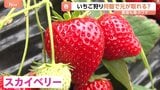 春休み家族連れでにぎわう「いちご狩り」！何個食べれば元が取れる？スーパーで買うよりお得！？なワケ|TBS NEWS DIG