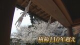 樹齢110年超え 護国神社のサクラ見ごろ 戦火くぐり抜け咲き続けるソメイヨシノ 富山 | 富山のニュース|天気・防災|チューリップテレビ