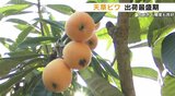 初夏の味覚「天草ビワ」出荷が最盛期! 糖度・肉付き良好 熊本 | 熊本のニュース|RKK NEWS|RKK熊本放送
