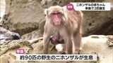 国の天然記念物･串間市幸島のニホンザル　出産シーズン迎える　|　MRTニュース ｜ ＭＲＴ宮崎放送