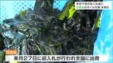 ワカメ出荷に向け『ボイル作業』本格化「重油1か月で2000リットル消費」作業の燃料価格高騰が生産者の負担に 宮城・気仙沼市 | 宮城のニュース│tbc NEWS│tbc東北放送