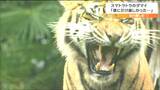 「僕にだけ厳しかった飛びかかるとか」トラ担当男性飼育員も惜別　女性飼育員には穏やかスマトラトラ・メスのダマイが名古屋へ　仙台|TBS NEWS DIG