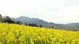 ゴールデンウイークを前に早くも黄色の絨毯 800万本の菜の花が見頃に 今年は開花調整行わず 季節外れの陽気で山菜の入荷量も⇧アズパラも前倒しで店頭に | SBC NEWS | 長野のニュース | SBC信越放送