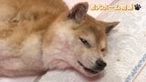 認知症の愛犬を預ける…飼い主に寄り添い、愛情を引き継ぎ、最期を看取る 新しい"家族のカタチ"＜老犬ホーム物語＞後編　|　熊本のニュース｜RKK NEWS｜RKK熊本放送