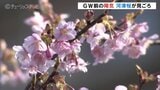早咲きの河津桜が見ごろ 4月下旬並みの暖かさに 富山 | 富山のニュース|天気・防災|チューリップテレビ