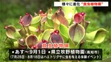 牧野博士が発見した“希少な植物”も 『食虫植物展』20日から 夏休みの自由研究の題材にもおすすめ【高知】|TBS NEWS DIG