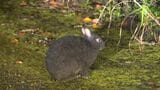 交通事故死185匹で最多…アマミノクロウサギ　生息数増加「車運転に注意」　鹿児島|TBS NEWS DIG