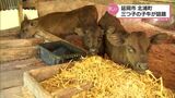 珍しい三つ子の子牛 延岡市北浦町の農家で誕生 | MRTニュース | MRT宮崎放送