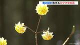 山に春を告げる黄色い花「ミツマタ」が見頃に 和紙の原料として栽培され木の間伐で急激に増える 愛知 | 名古屋・愛知・岐阜・三重のニュース【CBC news】 | CBC web