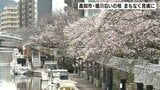 高知県内はまとまった雨に 5つの観測地点で24時間雨量が100ミリを超える 高知市・堀川沿いの桜 まもなく見頃に | 高知のニュース・天気|KUTV NEWS | KUTVテレビ高知