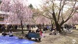 「早咲き対応の旅行商品なし…」桜の名所に課題 関係団体の意向調査へ 青森県弘前市 | 青森のニュース│ATV NEWS│青森テレビ