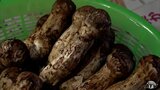 大きいものだと長さ約20cm・重さ70gを超すものも!「マツタケ」出荷作業がピーク 青森県むつ市|TBS NEWS DIG