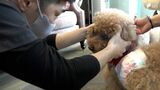 “往診”でペットと飼い主の支えに　高齢化にも対応　静岡県内でも進む新たな動物医療　|　静岡のニュース | SBSNEWS | 静岡放送