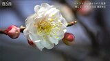 花言葉は『忍耐』 北国にも“春の訪れ” 咲き誇る梅の花を求めて　新潟県|TBS NEWS DIG
