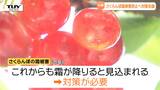 さくらんぼの霜被害防止へ向け生育状況や対策方法を確認 今年はより一層の対策が必要(山形) | 山形のニュース│TUYテレビユー山形