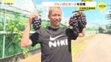 「僕の顔よりでかい」 サンフレッチェ広島OB森﨑浩司さんが特大サイズのピオーネ収穫 広島・三次市|TBS NEWS DIG