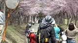 「パノラマで景色が広がる」「幸せな気分に」　世界一の桜並木と岩木山の絶景楽しむ　青森県弘前市　|　青森のニュース│ATV NEWS│青森テレビ