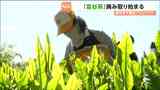 「富谷茶」復活プロジェクト 新芽の摘み取り始まる 宮城・富谷市 | 宮城のニュース│tbc NEWS│tbc東北放送