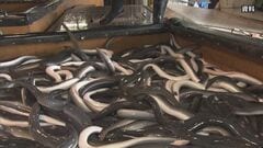 ウナギの国際取引規制を議論へ ワシントン条約の締約国会議が開幕| TBS CROSS DIG with Bloomberg