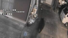 列車と接触か JR東海道線線路脇でクマの死骸 市街地で目撃されたものと同一個体の可能性=静岡・掛川市【速報】|TBS NEWS DIG