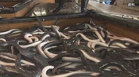 「ワシントン条約」締約国会議 きょうニホンウナギなどの取引規制提案の採決|TBS NEWS DIG